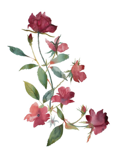 Painting titled "Rose Study No. 86" by Elizabeth Becker, Original Artwork, Watercolor