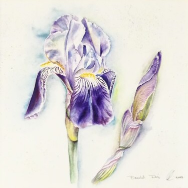 "Bearded Iris" başlıklı Tablo Elizabeth Sadler tarafından, Orijinal sanat, Suluboya Ahşap panel üzerine monte edilmiş