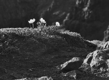 Fotografie getiteld "Iceland Poppies" door Elke Matthaeus, Origineel Kunstwerk