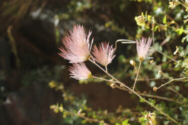 Fotografie mit dem Titel "Apache Plume" von Elke Matthaeus, Original-Kunstwerk