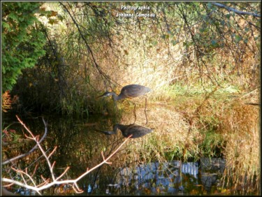 Photographie intitulée "Miroir d'Héron" par Ellefenix, Œuvre d'art originale