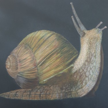 Peinture intitulée "L'Escargot" par Elwan Gété, Œuvre d'art originale, Aquarelle