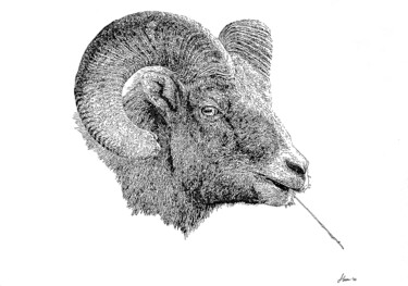Rysunek zatytułowany „Bighornsheep” autorstwa Elzem, Oryginalna praca, Atrament