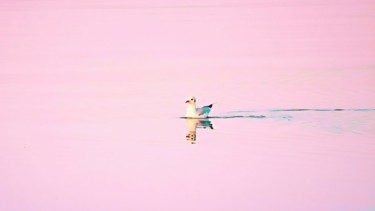 Photography titled "Seagull on the lake" by Emanuele De Vincenzo, Original Artwork, Manipulated Photography