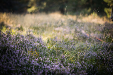 Photographie intitulée "Fleurs de fin d'été…" par Emilie Reydon, Œuvre d'art originale