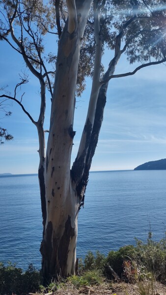 Photographie intitulée "The tree facing the…" par Emma Laflute, Œuvre d'art originale, Photographie numérique