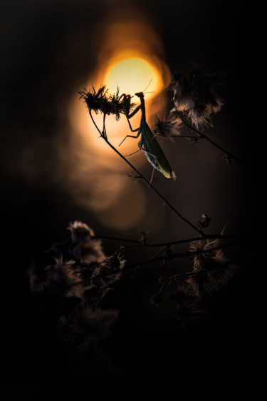Photographie intitulée "Midnight summer Man…" par Emmanuel Raussin, Œuvre d'art originale, Photographie numérique