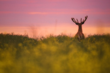 Photographie intitulée "Le Majestueux." par Emmanuel Raussin, Œuvre d'art originale, Photographie numérique