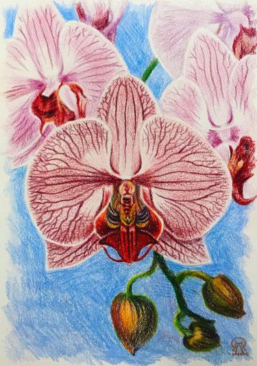 Drawing titled "Орхидея. Скетч." by Larissa Lukaneva, Original Artwork, Pencil