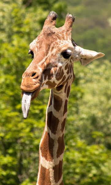Φωτογραφία με τίτλο "Giraffe" από Enrico Sporleder, Αυθεντικά έργα τέχνης, Ψηφιακή φωτογραφία