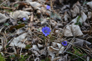 Фотография под названием "kleine blaue Blume" - Dirk Dahlmann, Подлинное произведение искусства, Не манипулируемая фотография