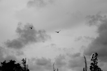 제목이 "Deux oiseaux"인 사진 Erealpha로, 원작, 조작되지 않은 사진