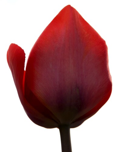 Fotografia intitulada "Red  Tulip" por Eric L Vadé, Obras de arte originais, Fotografia digital