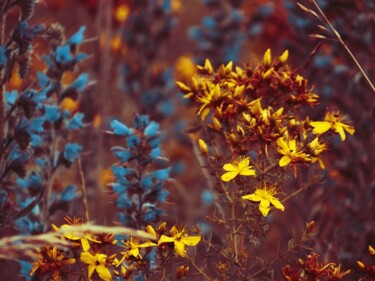 Фотография под названием "Wild Flowers" - Eric L Vadé, Подлинное произведение искусства, Цифровая фотография