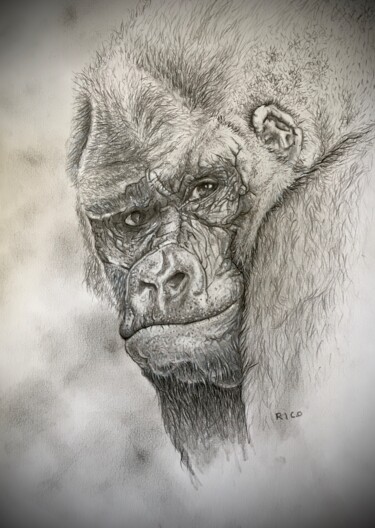 Drawing titled "Gorille #1 - dessin…" by Eric Leroy (Rico), Original Artwork, Graphite