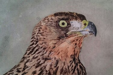 Peinture intitulée "rapace" par Éric Pawlak, Œuvre d'art originale, Aquarelle