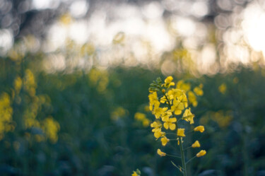 Fotografia intitolato "Yellow March_1" da Eric Régimbeau, Opera d'arte originale