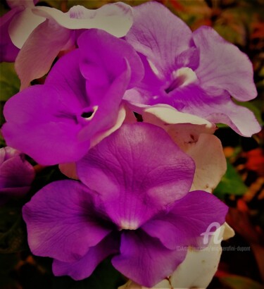 Photography titled "Fleur tropicale PF-…" by Eric Serafini-Dupont, Original Artwork, Digital Photography