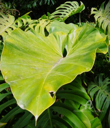 Photographie intitulée "Fleur tropicale PF-…" par Eric Serafini-Dupont, Œuvre d'art originale, Photographie numérique