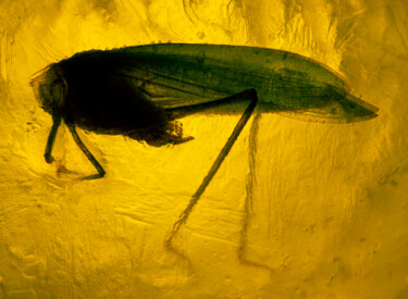 Fotografia intitulada "Grasshopper Trapped…" por Eric Taylor, Obras de arte originais, Fotografia digital