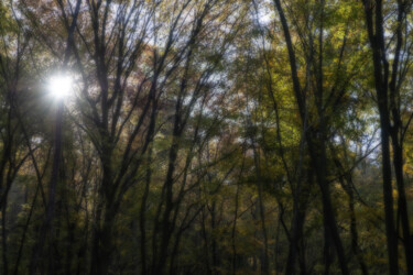 Photographie intitulée "forêt d'automne, ef…" par Erick Philippe (eikioo), Œuvre d'art originale, Photographie numérique