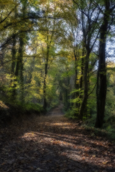 Φωτογραφία με τίτλο "forêt d'automne, ef…" από Erick Philippe (eikioo), Αυθεντικά έργα τέχνης, Ψηφιακή φωτογραφία