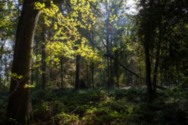 Fotografia intitulada "forêt d'automne, ef…" por Erick Philippe (eikioo), Obras de arte originais, Fotografia Manipulada