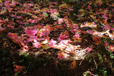 Photography titled "Tapis végétal" by Ernest Tosetti, Original Artwork, Digital Photography