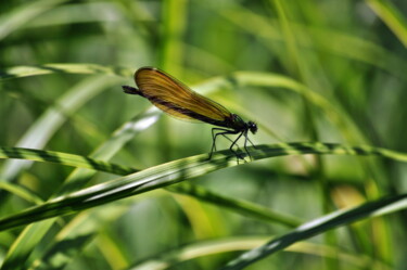 Photography titled "Demoiselle" by Ernest Tosetti, Original Artwork, Digital Photography