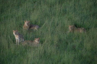 Fotografie getiteld "Survol de lions dan…" door Etienne Frankum, Origineel Kunstwerk, Digitale fotografie