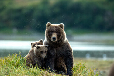 Fotografie mit dem Titel "Famille Grizzly en…" von Etienne Frankum, Original-Kunstwerk, Digitale Fotografie