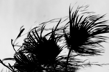 Photographie intitulée "Souffle le vent" par Eve Cloarec, Œuvre d'art originale, Photographie numérique