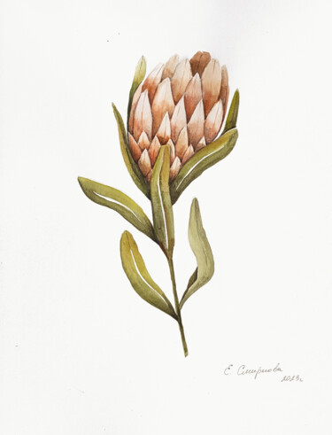 Pintura intitulada "Protea" por Evgenia Smirnova, Obras de arte originais, Aquarela