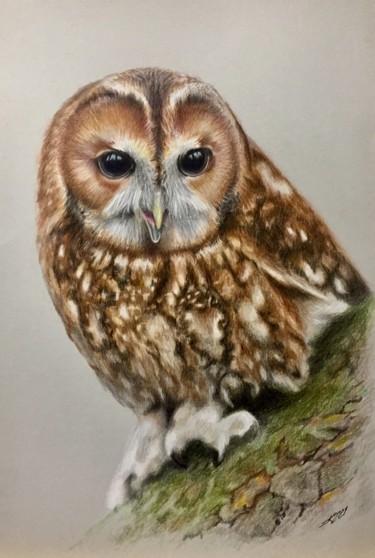 「Towny owl」というタイトルの描画 Evgeniy Karpenkoによって, オリジナルのアートワーク, 鉛筆