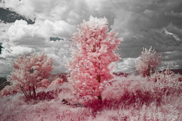 Photographie intitulée "INFRARED PHOTOGRAPH…" par Fabiana Chiarelli, Œuvre d'art originale, Photographie numérique