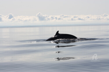 Fotografie mit dem Titel "Rêve de baleine" von Fabienne Soubrenie, Original-Kunstwerk, Nicht bearbeitete Fotografie