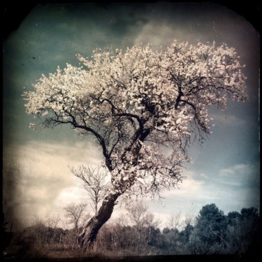 Photographie intitulée "l'amandier sauvage" par Fabienne Thonnier, Œuvre d'art originale