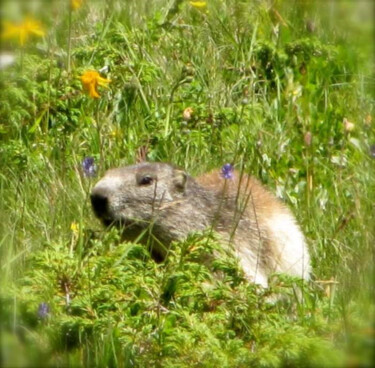 Фотография под названием "La marmotte" - Fabrice Meslin (Fabzoo), Подлинное произведение искусства, Цифровая фотография