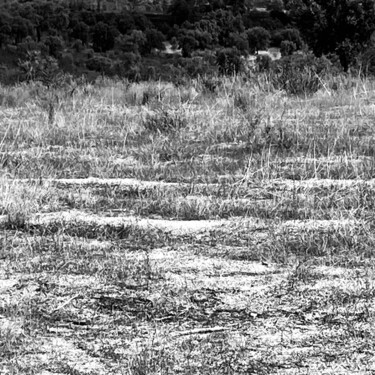 Fotografía titulada "Dried grass" por Fatima Fernandes, Obra de arte original, Fotografía digital