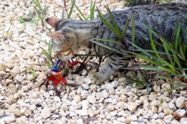 Photographie intitulée "Chat'Crabe'bisou" par Féemerode, Œuvre d'art originale