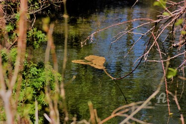 Photography titled "Eau cœur&Lien" by Féemerode, Original Artwork