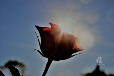 Fotografía titulada "Rose&Rayon de soleil" por Féemerode, Obra de arte original