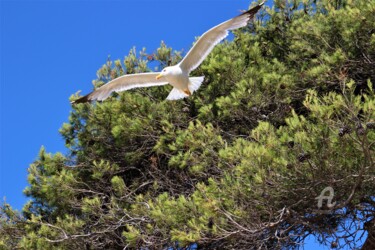 Photographie intitulée "Spread my wings and…" par Féemerode, Œuvre d'art originale, Photographie non manipulée