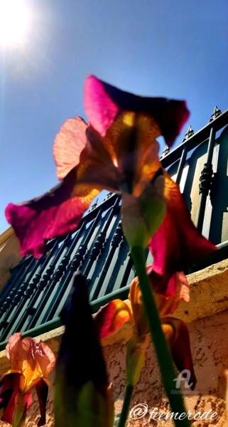 Photographie intitulée "Iris'oh Soleil" par Féemerode, Œuvre d'art originale, Photographie non manipulée