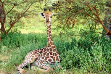 Photographie intitulée "Girafon tendresse" par Féemerode, Œuvre d'art originale