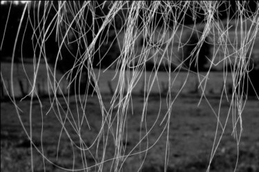 Photographie intitulée "Crin Blanc" par Francois-Henri Louchet, Œuvre d'art originale