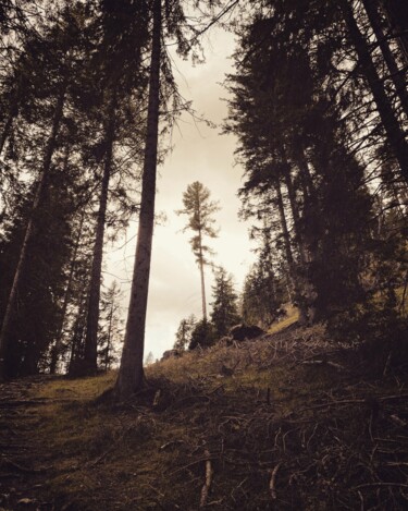 Fotografia intitolato "Frammenti di bosco" da Francesco Palmi, Opera d'arte originale, Fotografia digitale