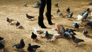 Photographie intitulée "LES OISEAUX - Colle…" par Francine Barbaray, Œuvre d'art originale