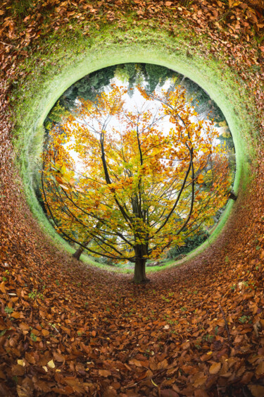 Photographie intitulée "Tree O Clock" par Franck Charles, Œuvre d'art originale, Photographie numérique