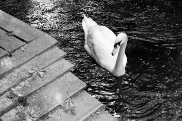 Fotografia zatytułowany „Cygne” autorstwa Franck Sanz, Oryginalna praca, Fotografia nie manipulowana